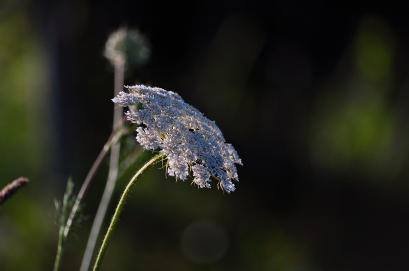 wilde peen - daucus carota - inheemse-wilde-planten-tuin-soorten